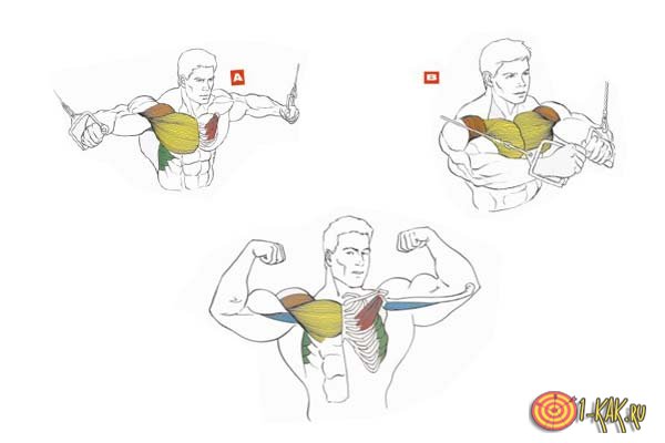 Инструкция, как правильно накачать грудные мышцы: порядок действий
