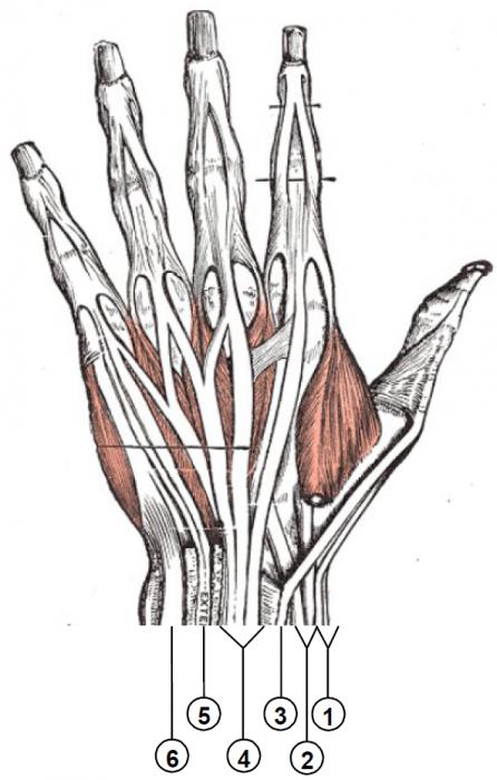 мышцы руки строение кисти руки