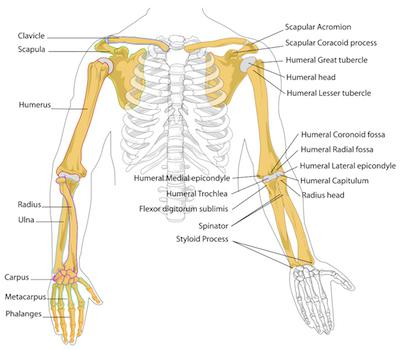 скелет руки человека