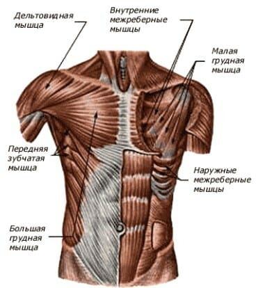 грудные мышцы