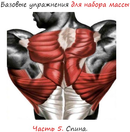 Упражнения для набора массы: спина