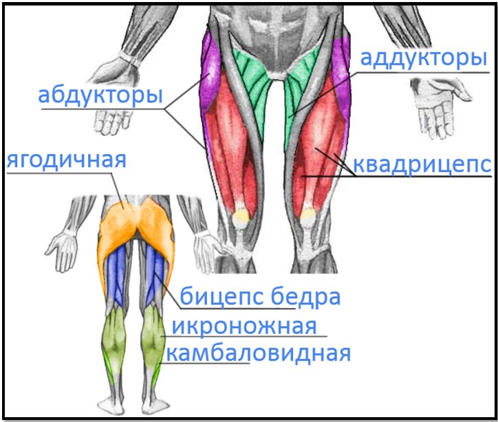 анатомия мышц ног