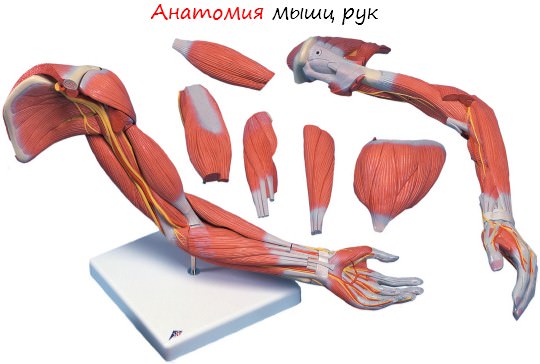 Анатомия мышц рук. Качаемся правильно.