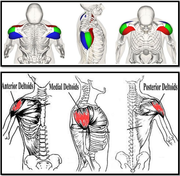 анатомия мышц плеч, 3