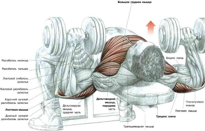 Упражнение для развития грудных мышц с использованием гантелей.