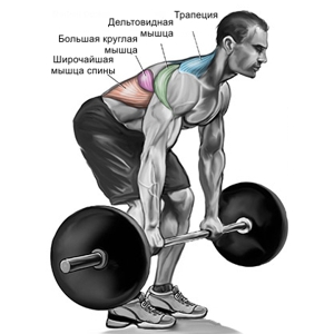 какие мышцы работают при тяге в наклоне