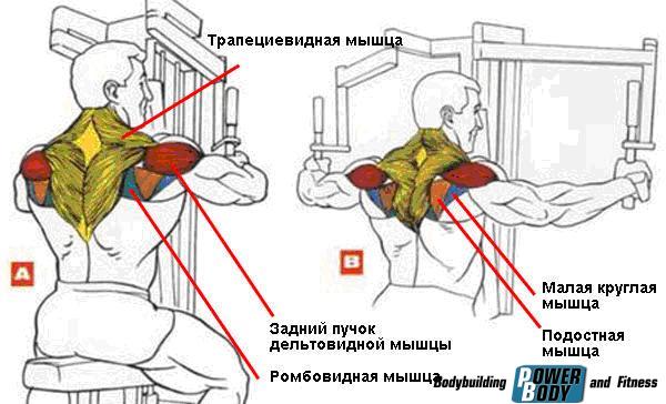 Мышцы, работающие в упражнении