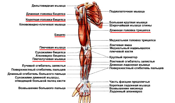 Мышцы верхних конечностей