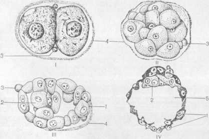 Начальные стадии эмбриогенеза человека