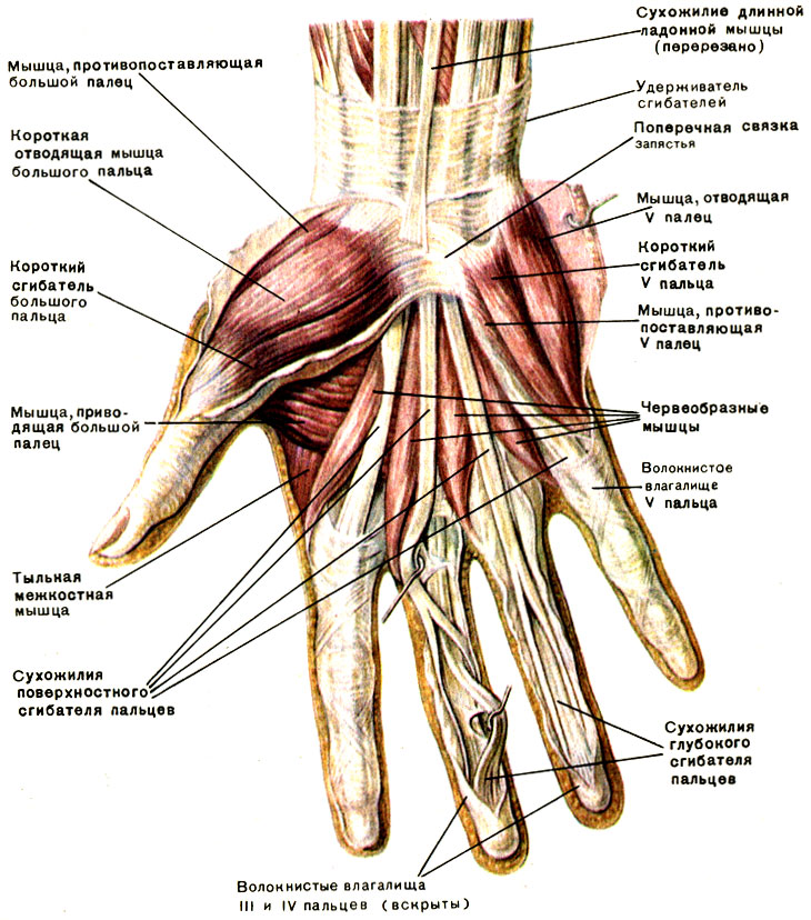 Новости дневник. Ру: как рисовать части тела человека. Руки.