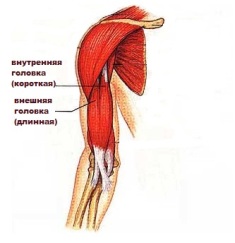 двуглавая мышца
