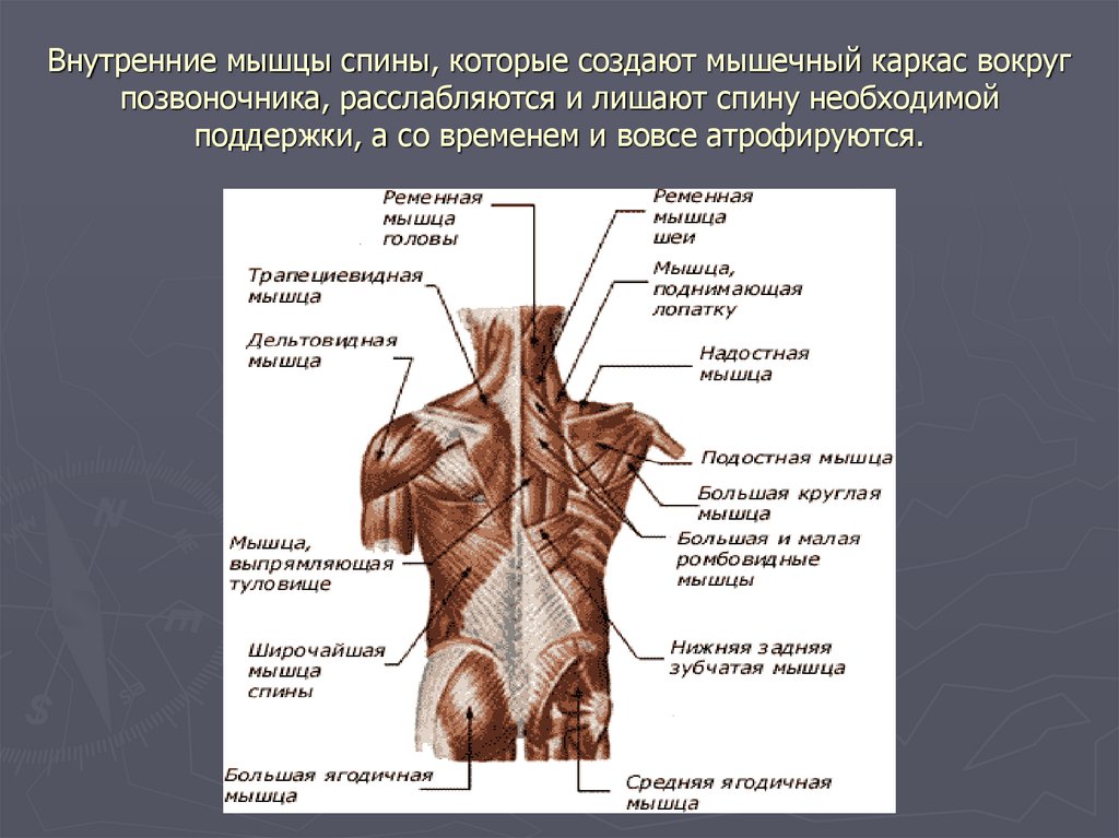 Строение человека внутренние со спины. Мышцы спины анатомия вид спереди. Мышцы спины сбоку анатомия. Поверхностные мышцы спины анатомия латынь.