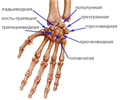 Кисть руки: анатомия и функциональность имеют свои особенности