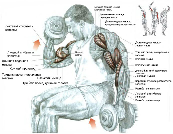 Анатомия мышц рук
