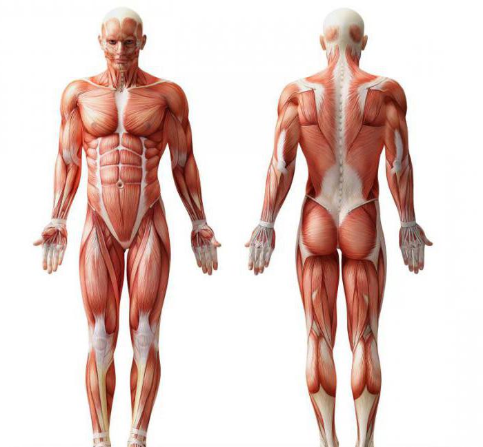 схема строения мышц человека