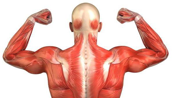 мышцы человека схема