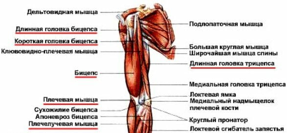 передняя группа мышц плеча