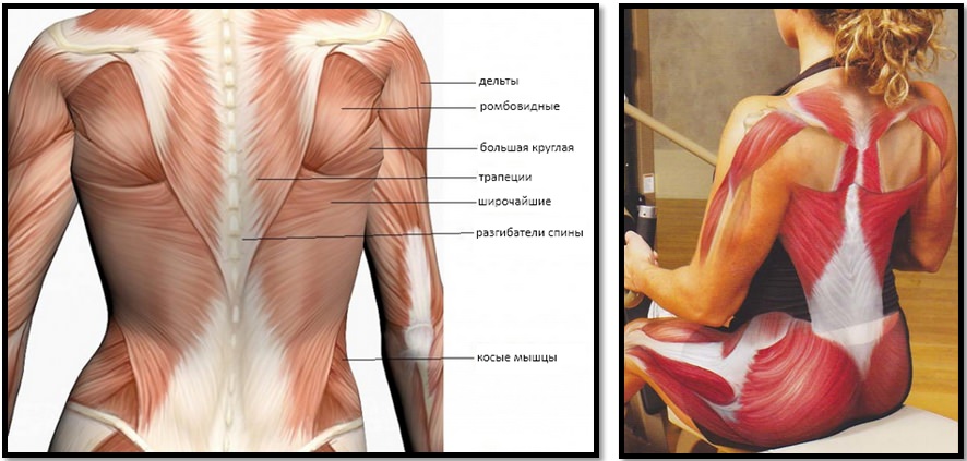 Мышцы спины. Полный мышечный атлас