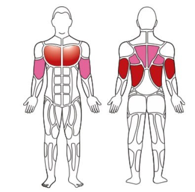 мышцы, задействуемые при подтягивании
