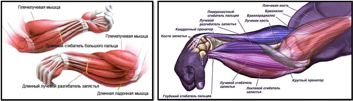 мышцы предплечья анатомия