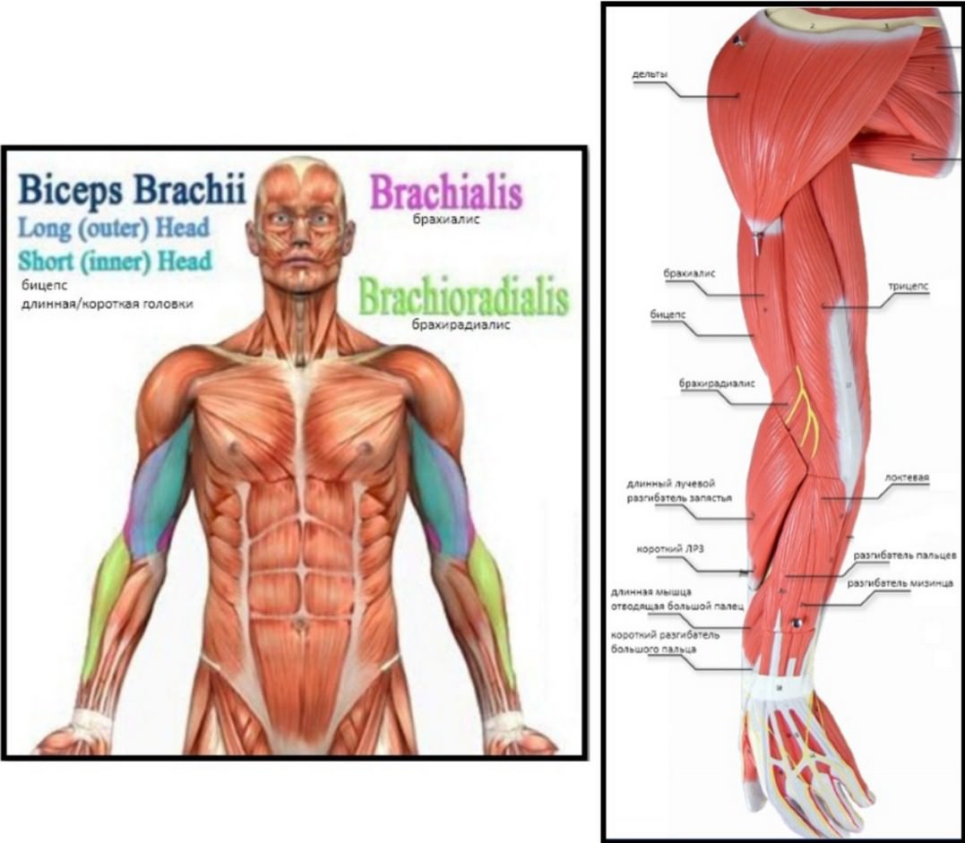мышцы рук, анатомия