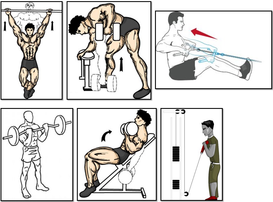 Программа тренировок для эктоморфа, упражнения спина бицепс трапеции