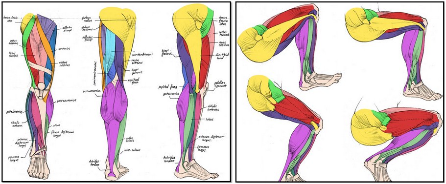 анатомия мышц ног, атлас, латинский
