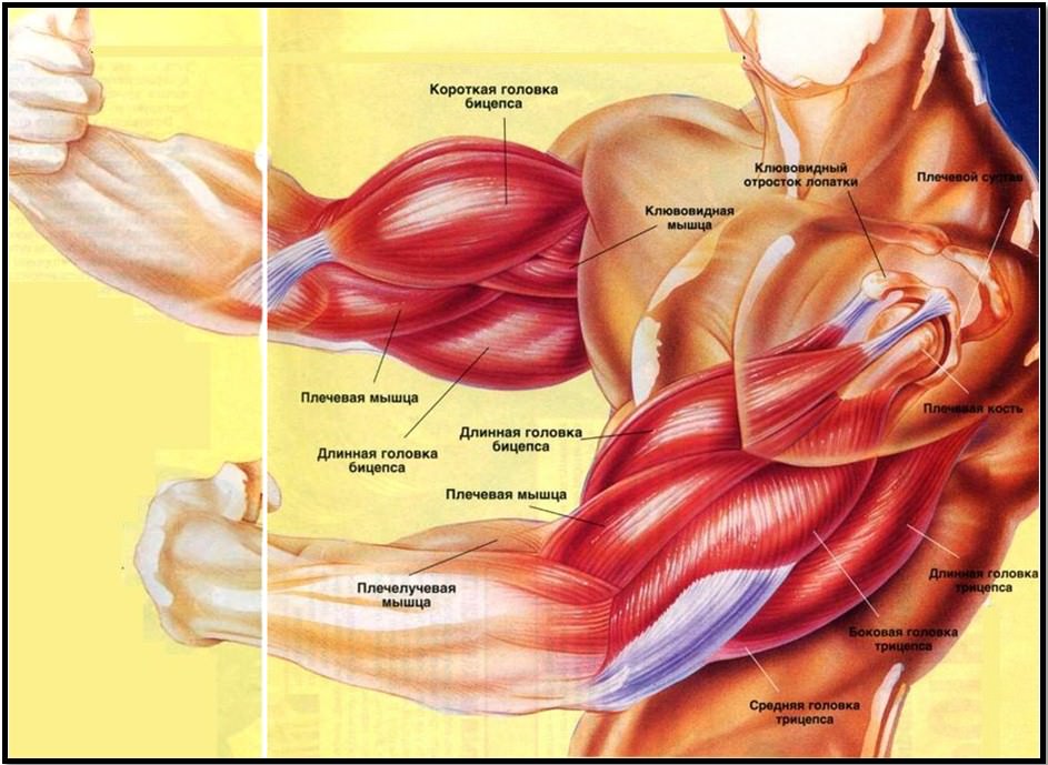 Анатомия мышц рук полный атлас
