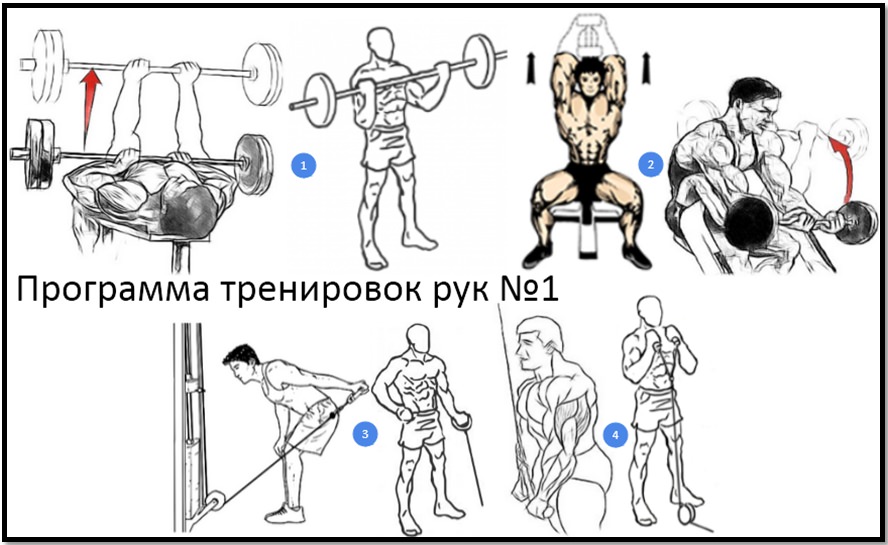 Программа тренировок рук №1 атлас упражнений