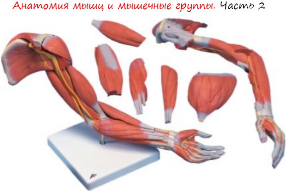 Анатомия мышц и мышечные группы