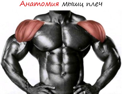 анатомия мышц плеч