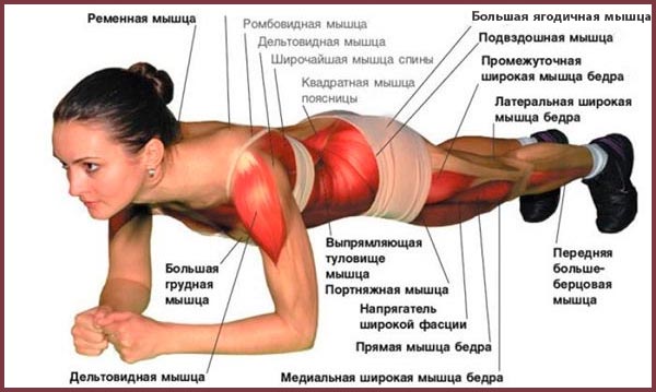 Работа мышц во время выполнения планки