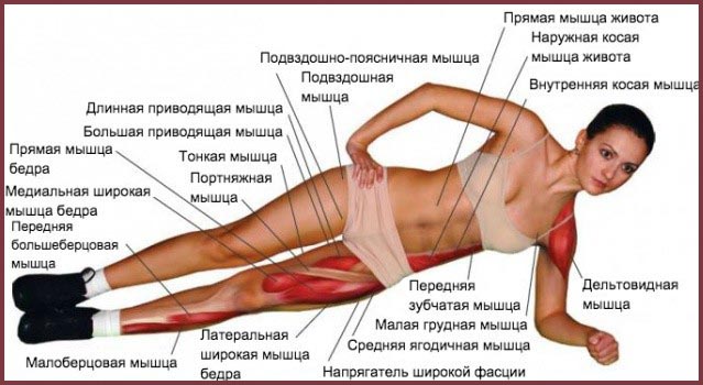 Работа мышц во время боковой планки