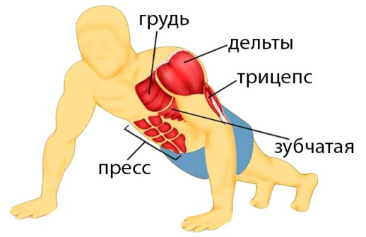 Мышцы при отжиманиях
