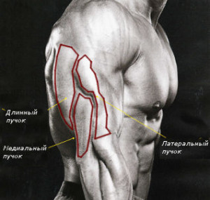 Мышцы трицепса