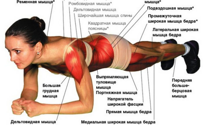 Группы мышц, задействованные при выполнении упражнения