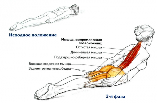Упражнения на укрепление мышц спины