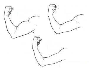 how-to-draw-a-muscle-step-3