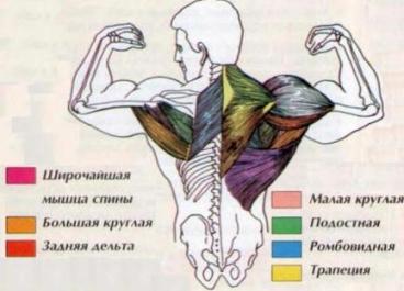 используемые мышцы