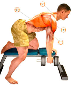 Мышцы, работающие при разгибании руки с гантелью в наклоне: 1 — трицепс; 2 — дельтовидная; 3 — широчайшая мышца спины; 4 — трапециевидная
