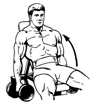Упражнение 3 - подъем «молот» на стуле