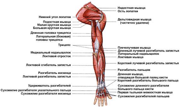 Мышца плеча сгибающая руку