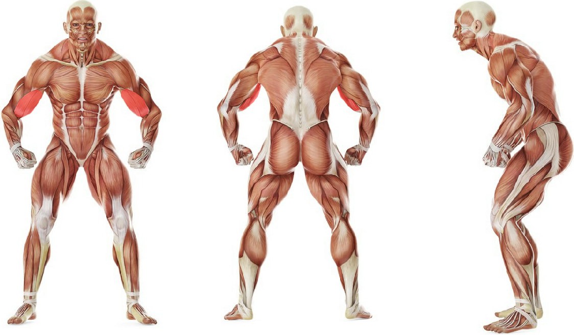 What muscles work in the exercise Seated Close-Grip Concentration Barbell Curl 