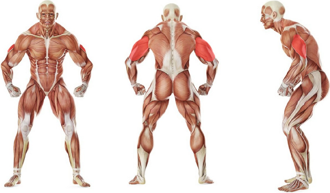 What muscles work in the exercise Triceps Pushdown - V-Bar Attachment 