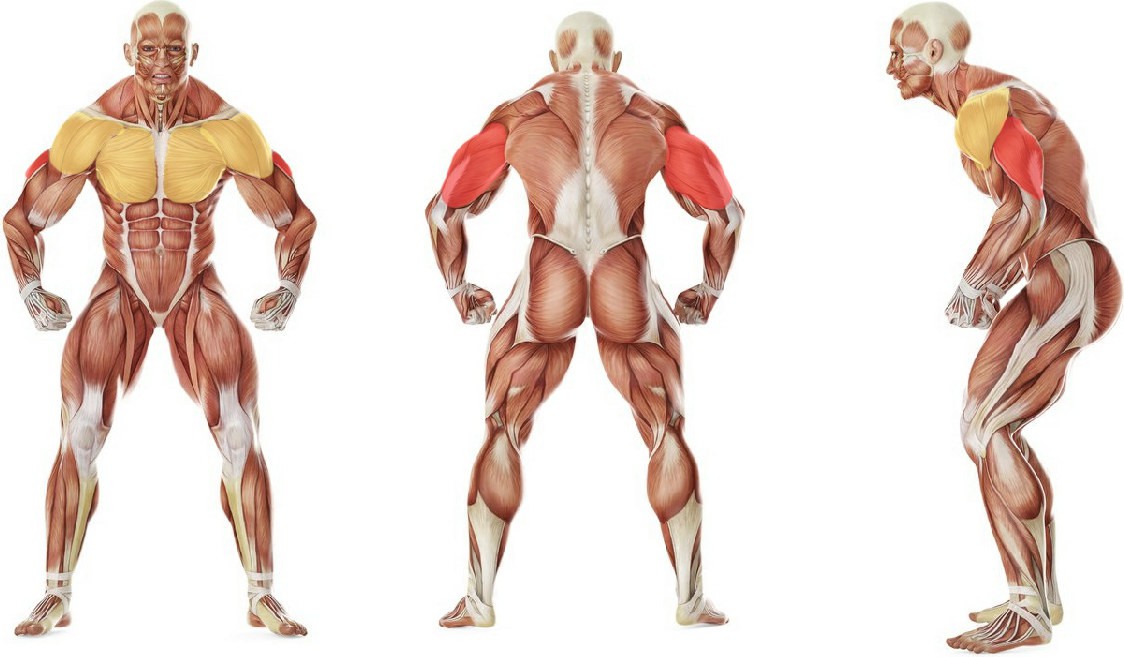What muscles work in the exercise Standing Low-Pulley One-Arm Triceps Extension