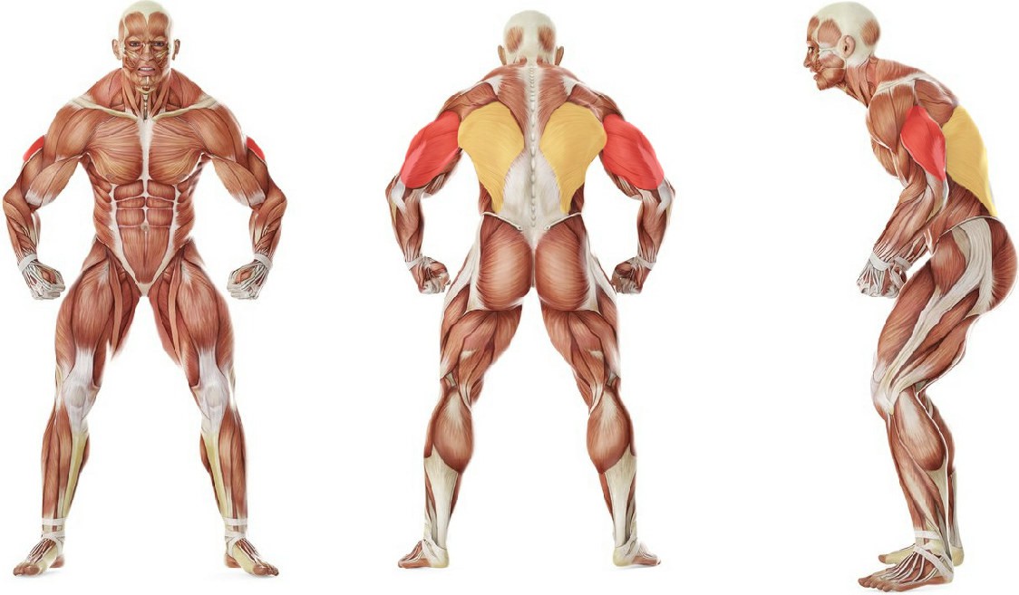 What muscles work in the exercise Triceps Stretch