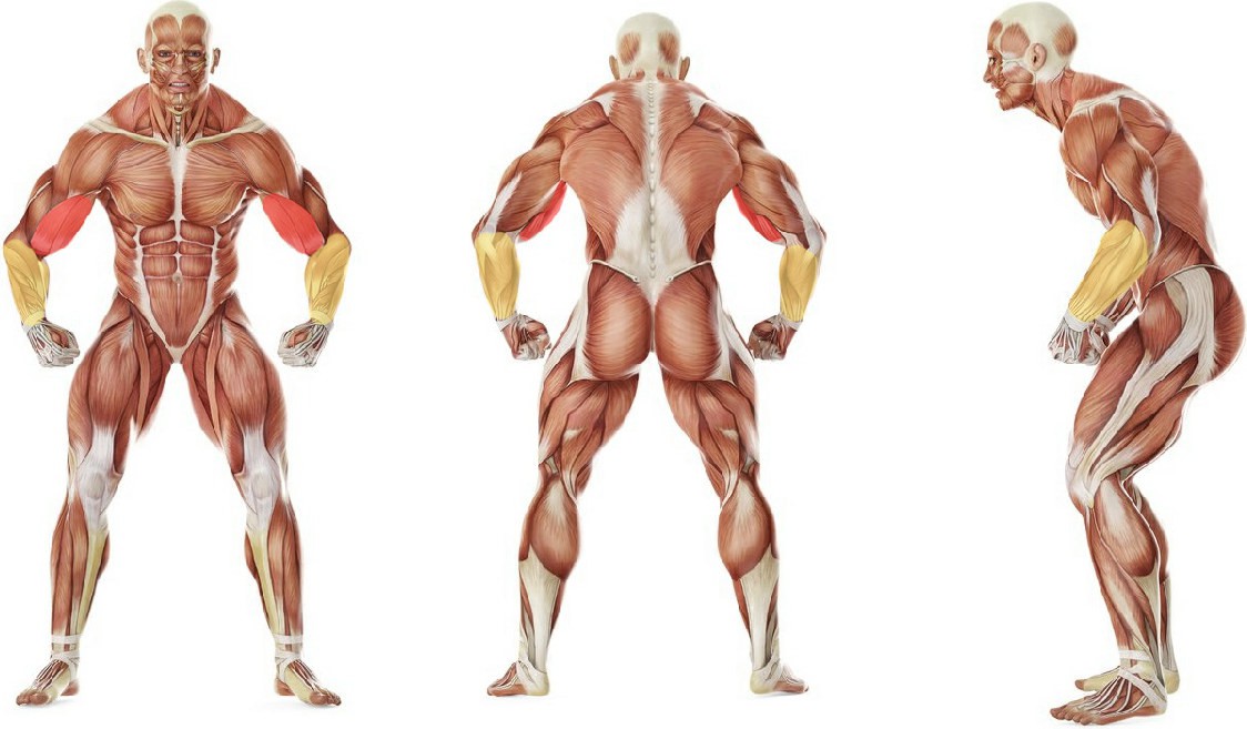 Какие мышцы работают в упражнении Сгибание рук на бицепс со штангой, с отведением локтей назад