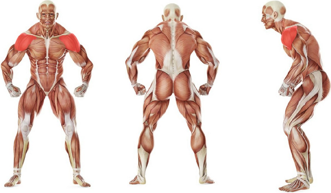 What muscles work in the exercise Разведение рук с гантелями в стороны в наклоне