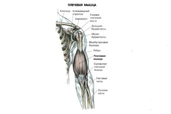 Стабилизирующие мышцы – сгибатели запястья, трапециевидные мышцы (средняя и верхняя часть), передняя часть дельтовидной мышцы и мышца, поднимающая лопатку – леватор.