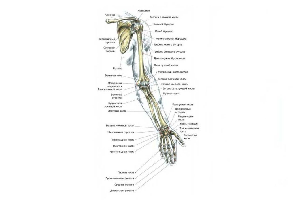 Строение костей верхних конечностей человека